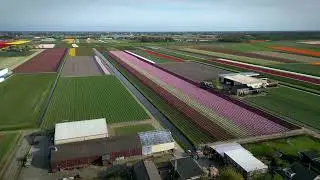 Dutch Tulip Fields - 4K Drone Video | DJI Mini 3 Pro Cinematic