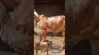 khali bull result