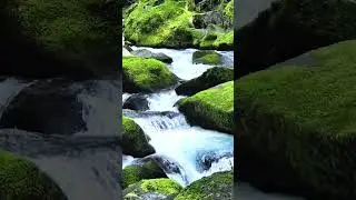 Tranquil Water Flowing Through Mossy Stones | Relaxing Nature Scenery