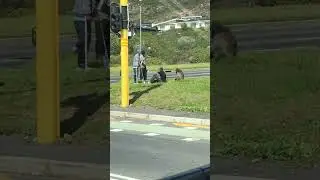 Baboon interacts with three men in Cape Town