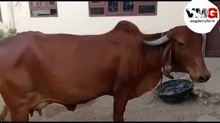 gir cow gujrat VMG dairy farm for sell mob. 8005756301