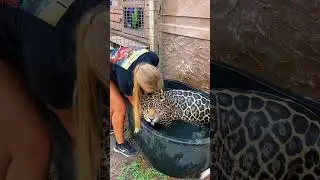 Jaguar Bath Time