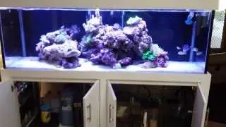 Marine Reef Aquarium with 5 Vortech Wave Makers!