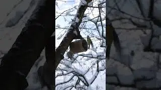 #silentnature #video #birds #cutebirds #pixelvideo #
