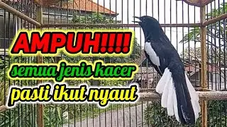 suara burung kacer ngeplong merdu sangat ampuh buat pancingan kacer bahan bikin cepat gacor
