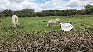 A Walk In Warwickshire - Lowsonford & Lapworth