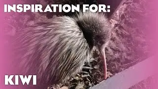 5(ish) Real North Island Brown Kiwi Habitats! (Planet Zoo: Oceania Pack Inspiration)