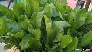 छत पर उगायें पालक || Grow Palak At Home II Grow Spinach at home II How to grow spinach in grow bags