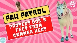 How To Protect Your Dog's Feet From Extreme Summer Heat