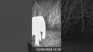 Bobcat on Nightime Prowl #cat #trailcam #shortsfeed