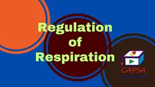 Regulation of Respiration Explained | Control of Breathing, Medulla, Pons & Chemoreceptors