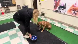 Rhodesian Ridgeback puppy 
