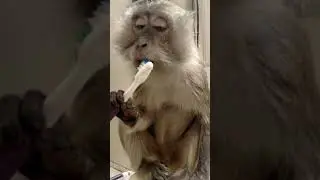 Dental Hygiene is the key to good health ask any Monkey