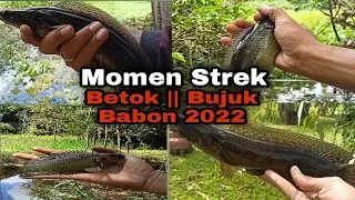 Kumpulan Mancing Betok Bujuk Babon Dikampung Mengkatip