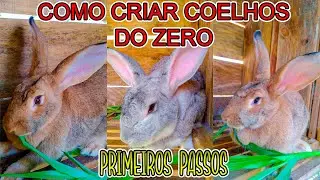 COMO CRIAR COELHOS DO ZERO ! - PRIMEIROS PASSOS #1 / Mini S&iacute;tio