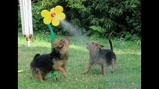 Lesnoy's Australian Terrier fighting a silly flower!