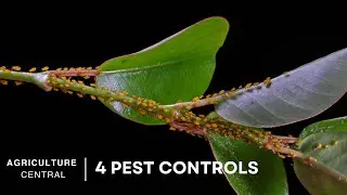 Stop Pests Completely : Tried & Tested Methods for Effective Pest Removal | Pest Control Techniques