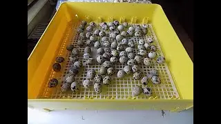 inkubacja jaj przepiórczych.Przepiórki japońskie,incubation of quail eggs,incubação de ovos de codor