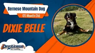 5 Month Old Bernese Mountain Dog &ldquo;DIXIE BELLE&rdquo; | 2-Week Board & Train | 
