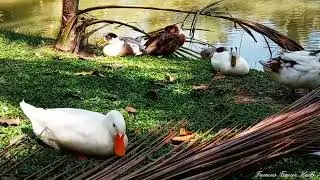 Ducks sleeping and relaxing on a river in the park