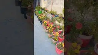Terrace garden overview part 718 #flowers #beatifulnature #youtubeshorts