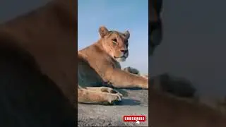 Lioness saves her cubs from a COBRA attack 😲😲🦁 #shorts