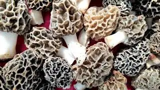 Пролетни гъби Смръчкули.