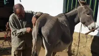 SIMÓN, EL ARTE DE ESQUILAR BURROS| COMO ESQUILAR UN BURRO|ZAFRA|EXTREMADURA.