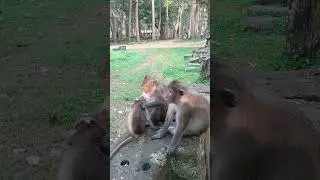 Adorable Monkey Family Bonding Time  Grooming Moments in Nature 🐒❤️