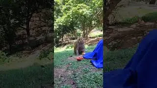 Fake Tiger vs Monkey #youtubeshorts #monkeylove #funny