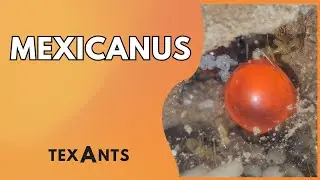 🚩MYRMECOCYSTUS MEXICANUS en Hormiguero de Arena y RESINA (mudanza exitosa)
