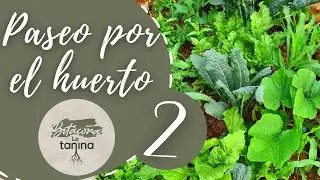 Otro paseo por el HUERTO 🐞