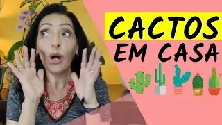 CACTOS EM CASA