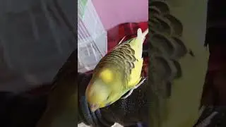he wants attention when ever i try to study😂#budgies #parrot #funny #fun #love