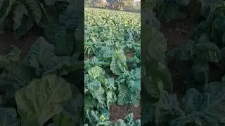 tamaku!tobeco farming|progressive farmer@Hemasang.thakor#patan