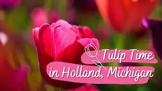 3 DAYS IN HOLLAND, MICHIGAN 2021 -- Tulip Time, Dutch Heritage, and Photography