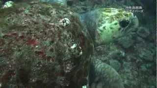 フジツボだらけのアカウミガメ