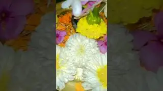 #viral #shorts #krishnapreoshi #nityananda