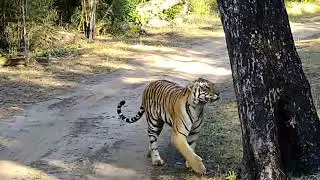 WOW!! Close Encounter With Tiger In Kanha Tiger Reserve