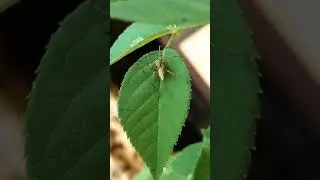 Poisonous Green Lynx Spider - With Thorny Legs