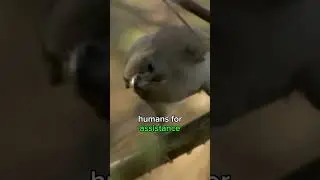 COOPERATİON BETWEEN BİRD AND HUMAN!🐦✊☺️