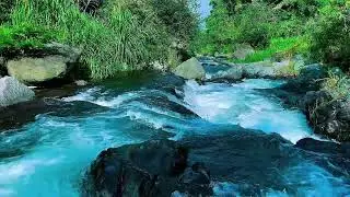 Mountain Stream Water Flow Audio, Forest River, Sleep