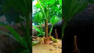 Peanut plants videography.#shortsfeed #shorts #ytshorts #photography #4k