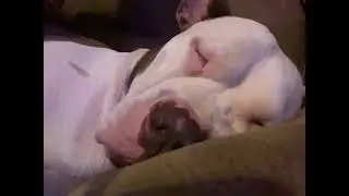 Sleepy dog. Happy dog. #sleepy #snoring #asmr #happydog #silly #shorts 