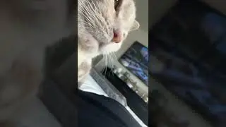 @chelasaurus Сохраняю на потом 😀 #кот #милыйкот 😲
