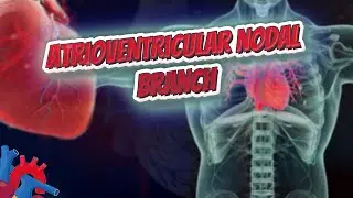 Atrioventricular nodal branch (Human Heart ❤️ & Cardiology) ❤️🔊✅