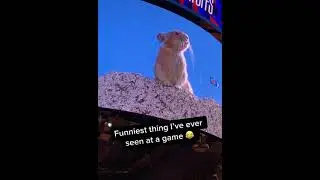 squirrel impersonating freddy mercury 👁👁 #queens #freddy #nba #basketball #ayoooo #funny #shorts