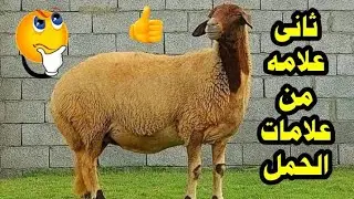 ظهور كبر في كرش النعجه ✔️ ثاني علامه من علامات الحمل عند الاغنام 🐏 الكومى
