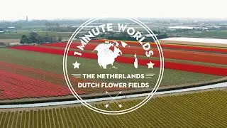THE NETHERLANDS 🌍 THE 