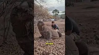 How To Easily Escape From A Komodo Dragon 😱